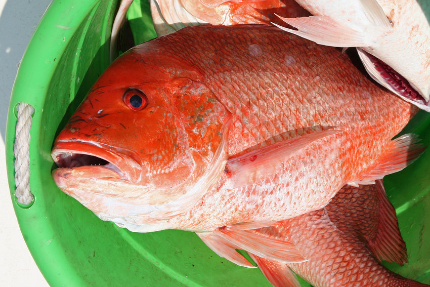 Alabama Red Snapper season opens Friday Gulf Coast Media